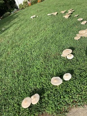 Agaricaceae