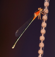 Ischnura