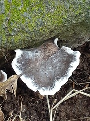 Phellodon niger