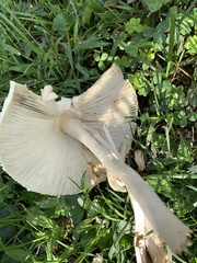 Agaricaceae