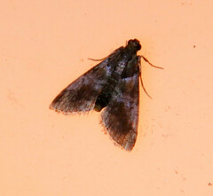 Epipaschiinae