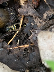 Vespula flavopilosa
