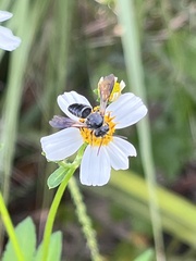 Coelioxys dolichos