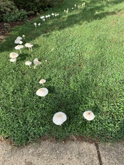 Agaricaceae