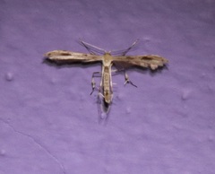 Pterophorinae