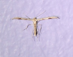 Pterophorinae