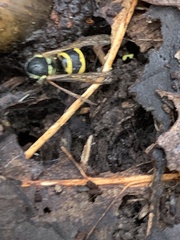 Vespula flavopilosa