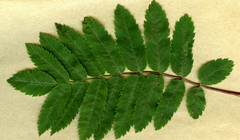 Phyllonorycter sorbi