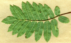 Phyllonorycter sorbi