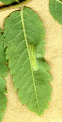 Phyllonorycter sorbi