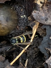 Vespula flavopilosa