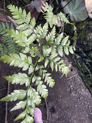 Davallia solida