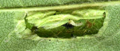 Phyllonorycter sorbi
