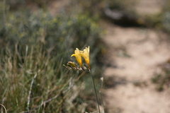 Freesia corymbosa