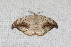 Drepana falcataria