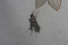 Lineodes elcodes