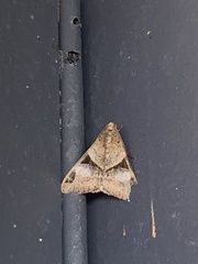 Melipotis fasciolaris