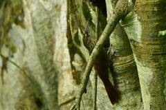 Xiphorhynchus flavigaster