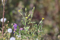 Senecio viscosus