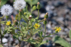 Senecio viscosus