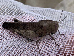 Arphia xanthoptera