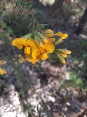 Dillwynia floribunda