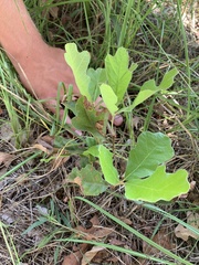 Quercus sinuata