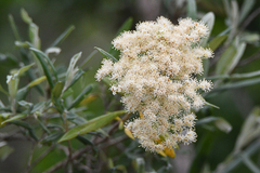 Buddleja saligna