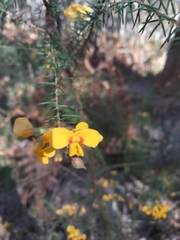 Dillwynia floribunda