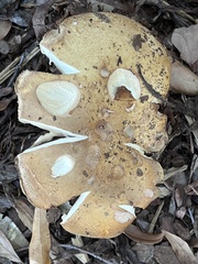 Russula ochroleuca
