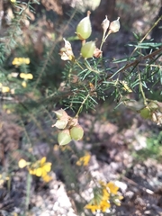 Dillwynia floribunda