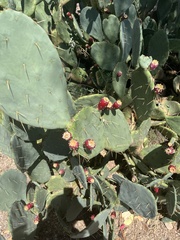 Opuntia engelmannii