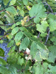 Sorbus decora