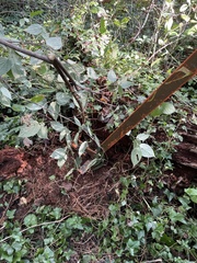 Viburnum setigerum