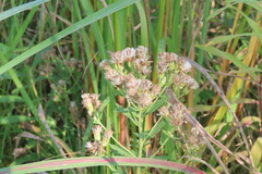 Brickellia eupatorioides