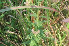 Brickellia eupatorioides