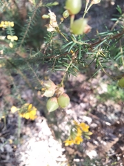 Dillwynia floribunda