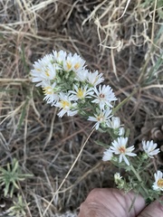 Symphyotrichum falcatum