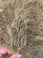 Astragalus pectinatus