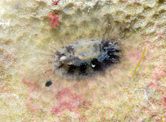 Scutus unguis