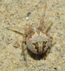 Neoscona subfusca