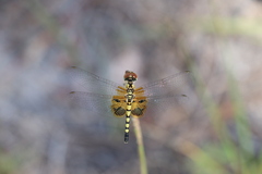 Celithemis amanda