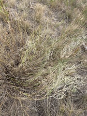 Astragalus pectinatus