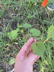 Vitis aestivalis