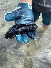 Holothuria atra
