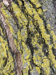 Candelariaceae