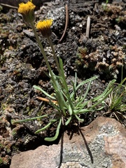 Erigeron mancus