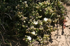 Delosperma echinatum