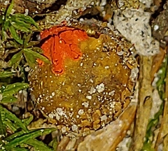 Calostoma ravenelii