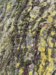 Candelariaceae